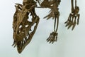 On white background of part of ancient dinosaur skeleton. Skull and bones. Legs. Backbone. Archeology and history. Science.