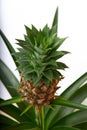 pineapple bromeliad plant growing with small fresh pineapple fruit on it indoors. Ananas comosus Royalty Free Stock Photo