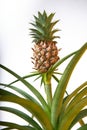 pineapple bromeliad plant growing with small fresh pineapple fruit on it indoors. Ananas comosus Royalty Free Stock Photo