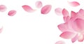 White background with pink petal