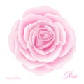 White background with a Pink Rose Flower. Vector illustration Royalty Free Stock Photo