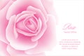 White background with a Pink Rose Flower. Vector illustration Royalty Free Stock Photo