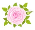 White background with a Pink Rose Flower. Vector