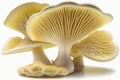 On a white background, pleurotus eryngii mushrooms