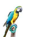 Macaw bird isolated with clipping path