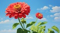 Realistic Blue Skies: A Hyper-realistic Illustration Of A Red Zinnia In A Green Field Royalty Free Stock Photo