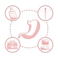 White background with red color sections of silhouette stomach organ with circular frame elements health