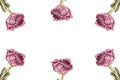 White background and repetition of dry red roses. Publicity background Royalty Free Stock Photo