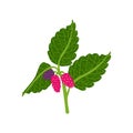 On a white background, a ripe raspberry berry branch Royalty Free Stock Photo