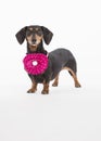 Black and tan dachshund with fancy hot pink flower as a collar isolated in the studio