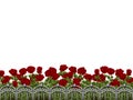 White background with rosegarden Royalty Free Stock Photo