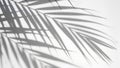 White background with shadow of palm leafs. background concept Royalty Free Stock Photo