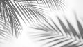 White background with shadow of palm leafs. background concept Royalty Free Stock Photo