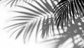 White background with shadow of palm leafs. background concept Royalty Free Stock Photo