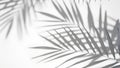 White background with shadow of palm leafs. background concept Royalty Free Stock Photo