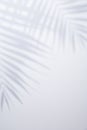White background with shadow of palm leafs Royalty Free Stock Photo