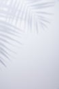 White background with shadow of palm leafs Royalty Free Stock Photo