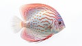 Intricate Imagery Of Discus Fish On White Background Royalty Free Stock Photo