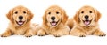 A white background shows three puppies sitting together Royalty Free Stock Photo