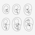 White background silhouette set fetal growth in placenta Royalty Free Stock Photo