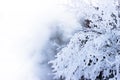 White background with a snowy branch. Royalty Free Stock Photo