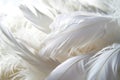 White background with soft feathers. Peace, calm, spirituality, religion, hope idea