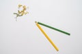 On a white background a sprig of mimosa and two pencils of green and yellow color