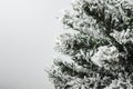 White background with spruce green fir branches and snow. Winter mood.