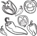 On a white background. Stylized peppers. Line drawing vector illustration.