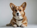 A corgi dog sitting on a white background, looking adorable and alert. Royalty Free Stock Photo