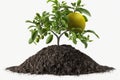 On a white background, there is a tiny green plant in a mound of soil. citrus tree Royalty Free Stock Photo