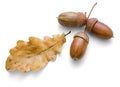 On a white background are three acorns and oak leaves Royalty Free Stock Photo