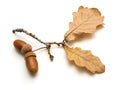 On a white background are two acorns and oak leaves Royalty Free Stock Photo