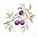 Minimalist Watercolor Painting: Four Plum Branches On White Background