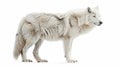 A white background is used to isolate this polar wolf. Royalty Free Stock Photo