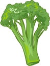 White background vector illustration of a healthy vegetable