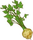 White background vector illustration of a healthy vegetable Royalty Free Stock Photo