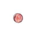 Color watercolor clip art made of peach. Royalty Free Stock Photo