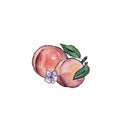 Color watercolor composition of peach. Royalty Free Stock Photo