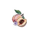 Color watercolor composition of peach. Royalty Free Stock Photo