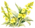 white background with a watercolor style isolated on the Mullein (Verbascum Thapsus) herb.