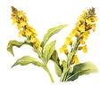 white background with a watercolor style isolated on the Mullein (Verbascum Thapsus) herb.