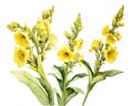 white background with a watercolor style isolated on the Mullein (Verbascum Thapsus) herb.