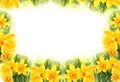 White background with watercolour spring yellow narcissus, hand drawn sketch, romantic