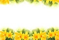White background with watercolour spring flowers, yellow narcissus, hand drawn sketch, romantic