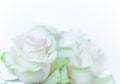 White background with white roses Royalty Free Stock Photo