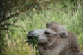 White Bactrian camel eating, Camelus bactrianus is a large, even-toed ungulate native to the steppes of Central Asia Royalty Free Stock Photo