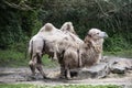 White Bactrian Camel. Geographic Range: Its population of two million exists mainly in the domesticated form Royalty Free Stock Photo