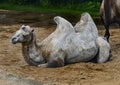White bactrian camel on the sand 1 Royalty Free Stock Photo