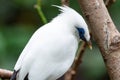 The white Bali myna, also known as Rothschild`s mynah, Bali starling, or Bali mynah, locally known as jalak Bali, is a medium- Royalty Free Stock Photo
